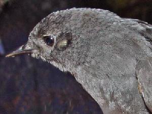 馬格達雷竄鳥