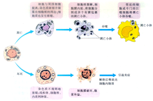 淋巴細胞的歸巢