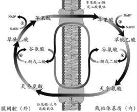 蘋果酸穿梭系統