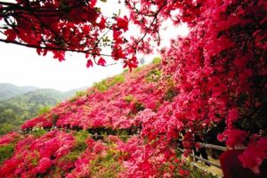 雲霧杜鵑