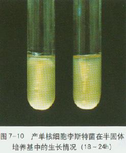 產單核細胞李斯特菌在半固體培養基上生長情況