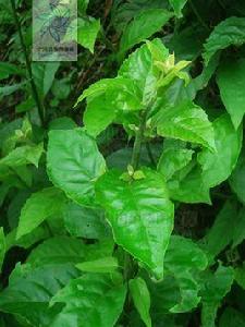 鯽魚膽[紫金牛科植物]