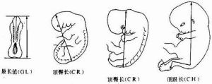 胎齡