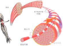 肌原纖維蛋白