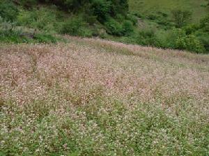 決度史村花蕎種植