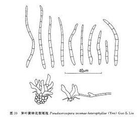 異葉黃鐘花假尾孢