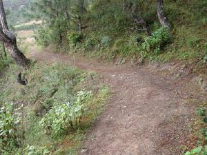 梅子樹自然村[雲南大理賓川縣平川鎮東升村委梅子樹自然村]