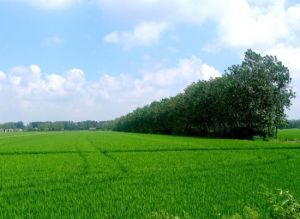 大豐鬥龍莊園