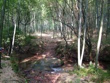 洛旺鄉的竹林小溪