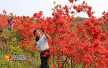 大余縣丫山杜鵑花開如春海