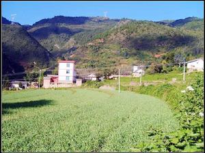 吉祥莊村-種植業