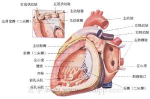 左心室雙出口