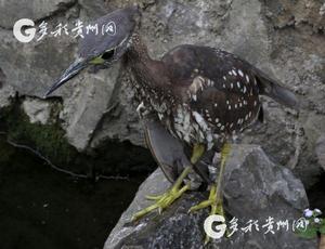 海南虎斑鳽