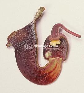 花被切開,可見有織網狀紋路的毛狀管