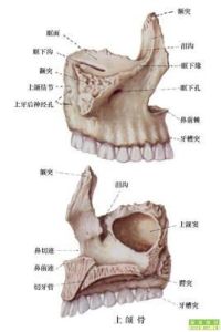 上頜骨