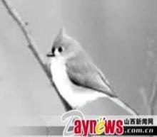 吃鐵鳥