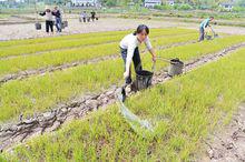 花橋鎮[四川省廣安市廣安區花橋鎮]