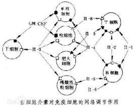 白細胞介素-8