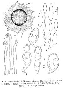 三孢半內生鉤絲殼