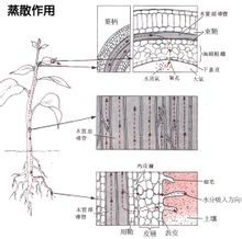 蒸散作用