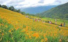 太麻里金針山