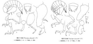 愛氏門足戎