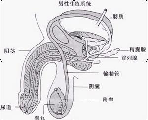 男性生殖系統結核