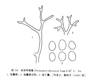 盾果草霜霉