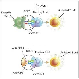 T淋巴細胞活化小鼠抗人CD3單抗