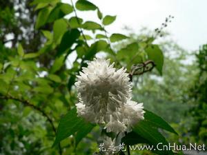 白花重瓣溲疏