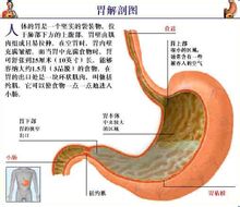 瓣胃的結構圖