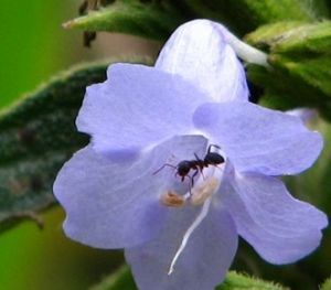 匍枝紫雲菜