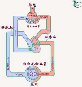 （圖）氣體交換