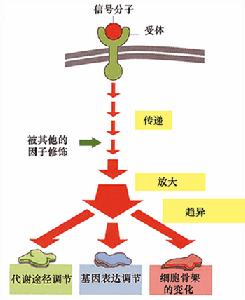 細胞內的信號級聯放大作用