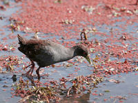 （圖）黑苦惡鳥