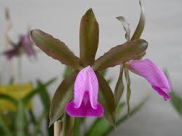 Cattleya dormaniana