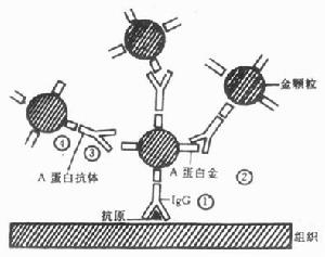 細胞化學