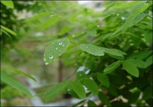 空氣養生