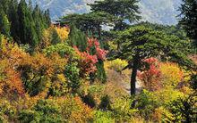 妙峰山秋色紅葉