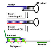 miRNA Q-PCR Detection Kit原理