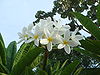 Plumeria acutifolia.JPG