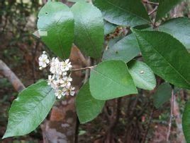 閩粵石楠（原變種）