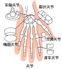 滑車關節