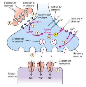 神經遞質的興奮作用機制