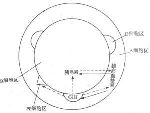 B淋巴細胞