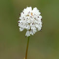 短纓垂頭菊