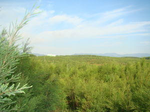 茶樹種植基地