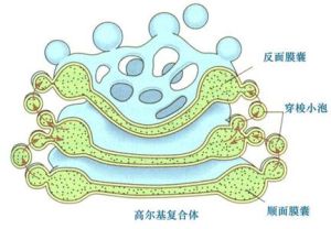 高爾基體