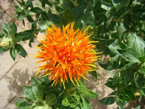 （圖）藏紅花