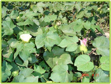（圖）棉花的栽培